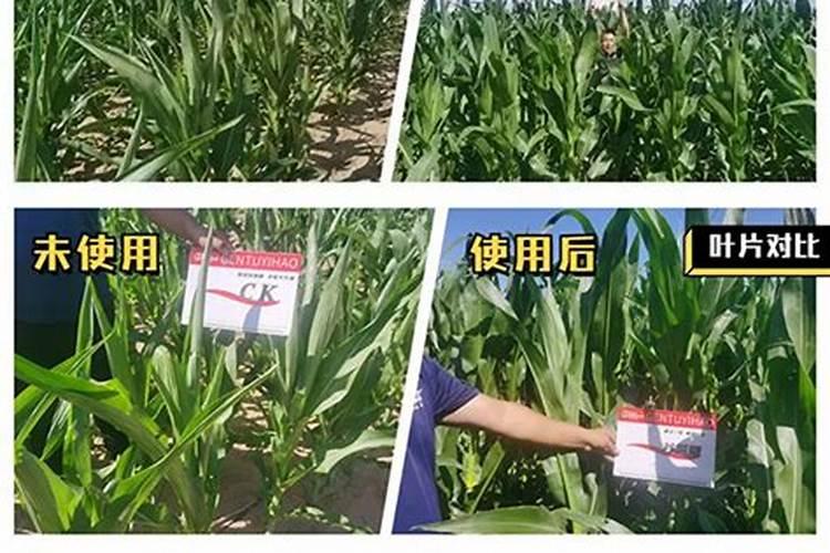 四季豆叶子黄该打什么药？