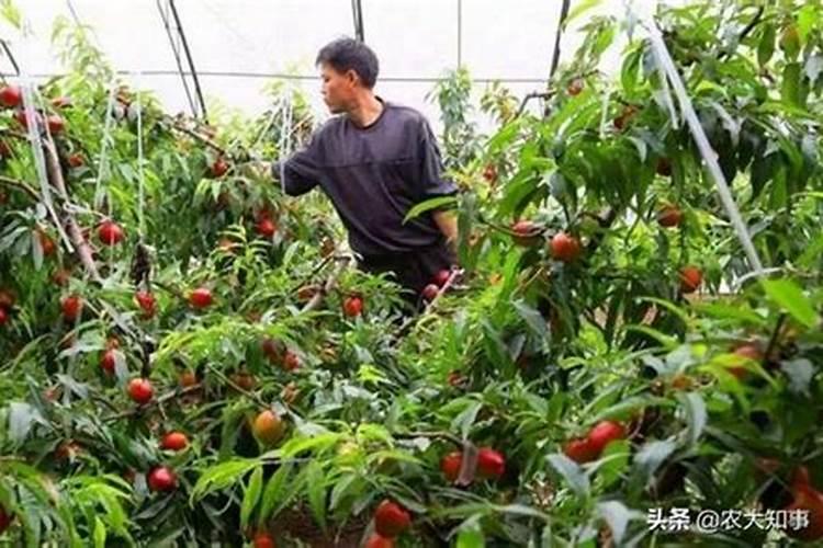红枣炭蛆病用什么要最好