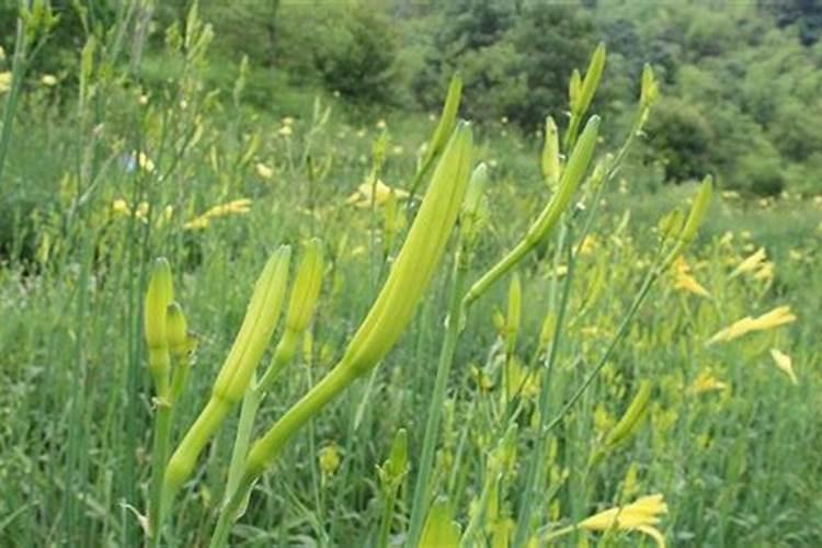 无土栽培蔬菜营养液配方中可供选择的硼肥有哪些？