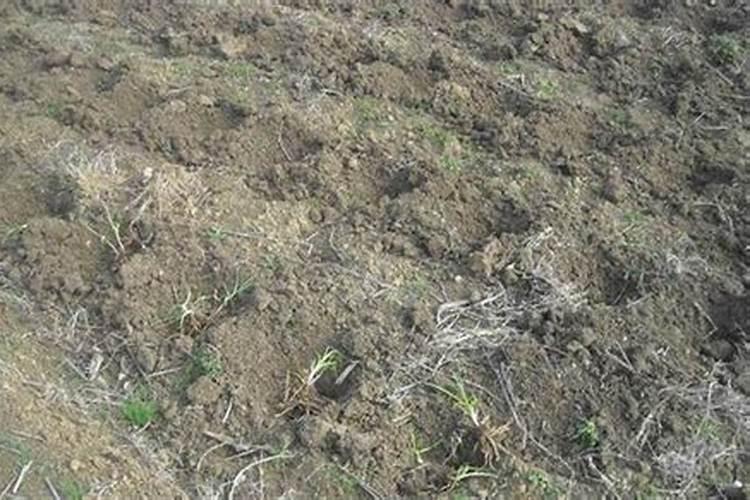 黄花菜适合哪里种植？种植中如何管理？