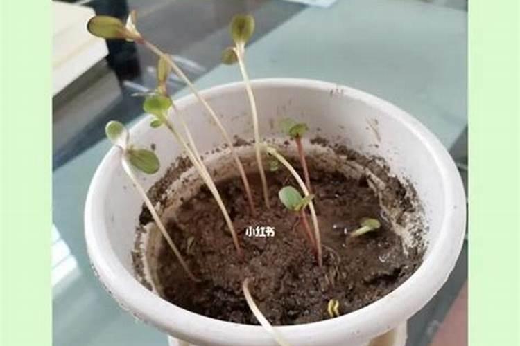 葵花追肥用什么肥好(葵花前期需要冲施什么肥料来吸收)
