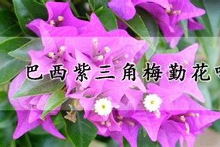 铁树用什么肥料比较好