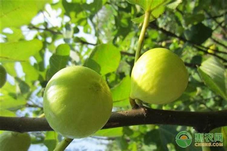 种植黄瓜磷过剩怎么办？