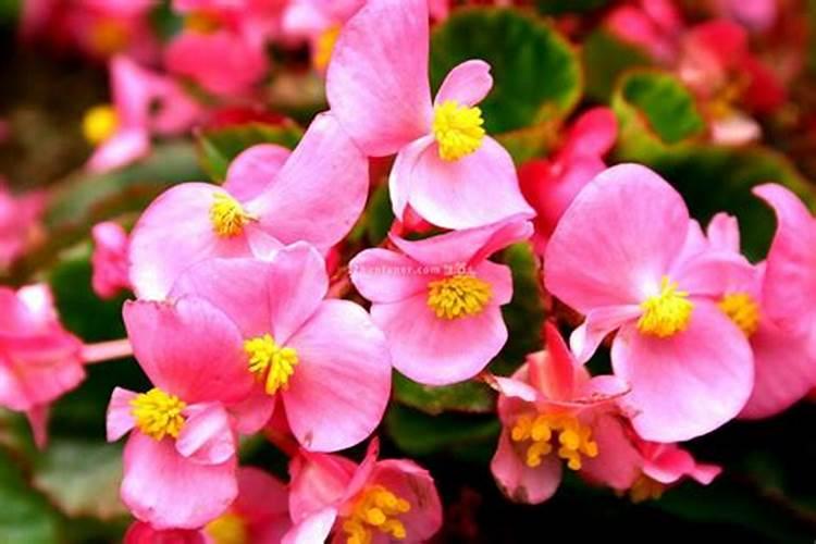 四季海棠四季开花,夏季如何养才能开花多长得好？