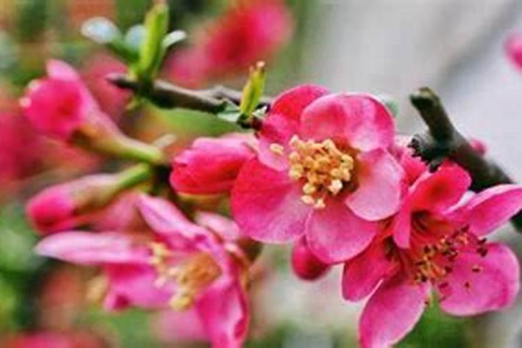 四季海棠最好的肥料是什么怎么施？