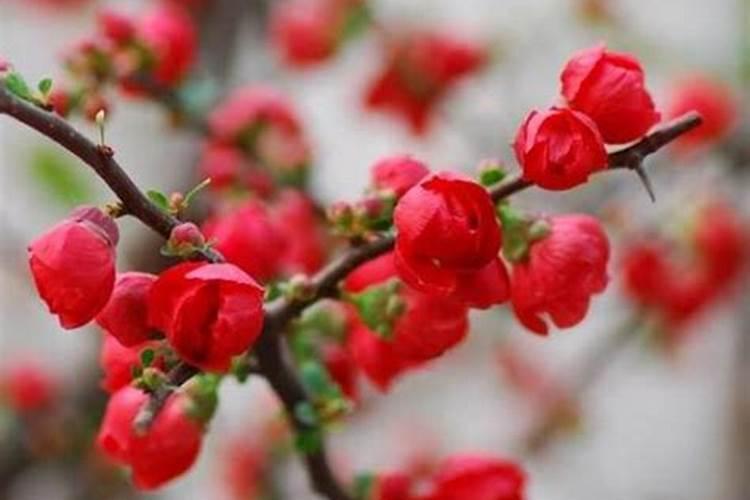草莓用什么肥料果子又大又甜