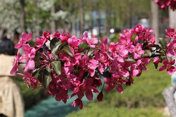 海棠花花蕾时期海棠花的浇水和施肥