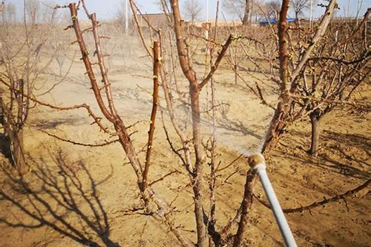 樱桃疏果后可以喷施叶面肥吗？什么叶面肥好？