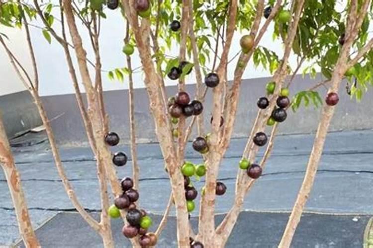 葡萄种植不同时期如何追肥 施肥注意事项