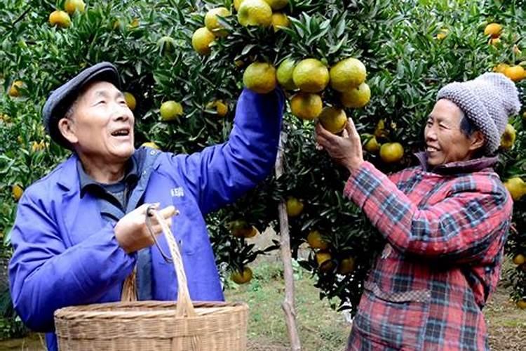 沃柑冬肥用什么肥料好