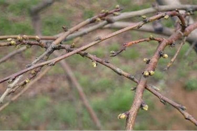 芸苔素和枯草芽孢杆菌,磷酸二氢钾,液氮混用吗？