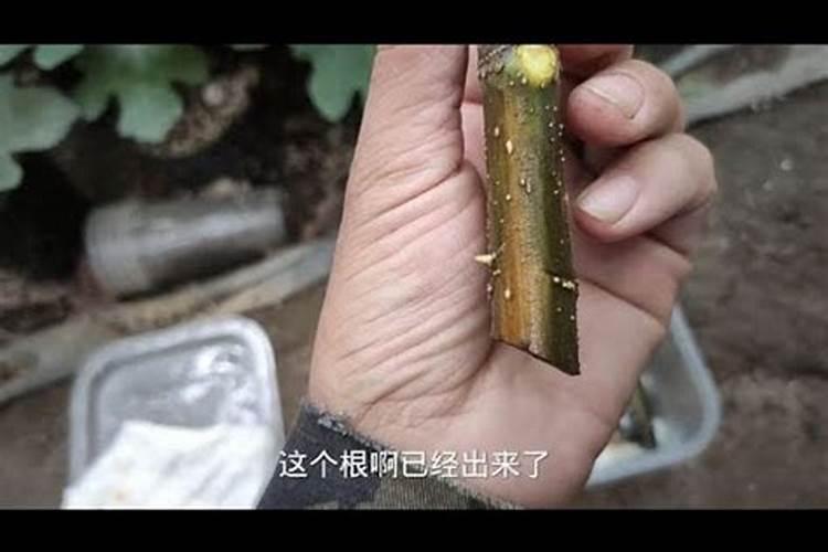 桃树喷施什么成分的肥料能够快速促进长新枝呢？