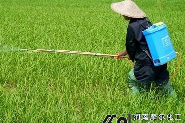 提苗用什么肥料