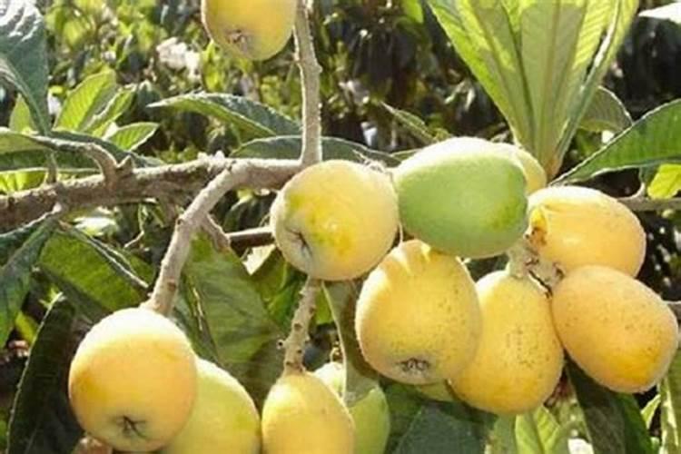 太阳花喜肥吗 喜欢施什么肥料