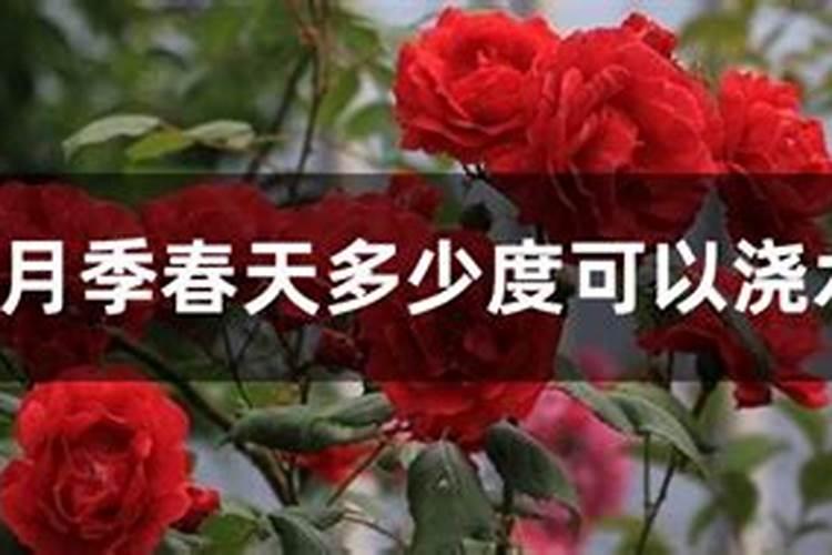 春天种植的月季怎么浇水施肥