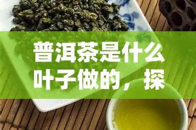 普洱茶烘青和晒青的区别