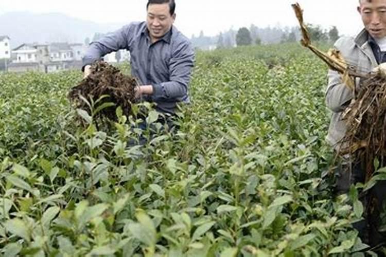 肥料增效剂一般有哪些