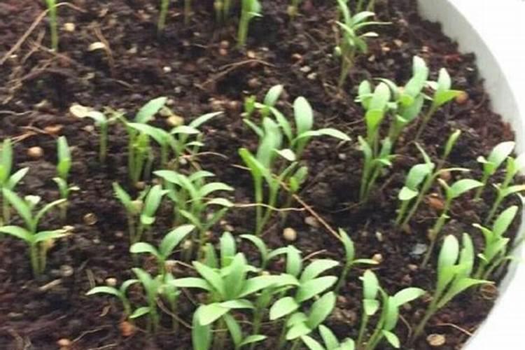 菠菜发芽后多久追肥