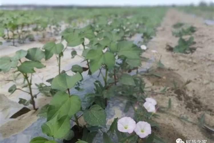 绵阳三台枳壳怎么种植？种植前景怎么样？