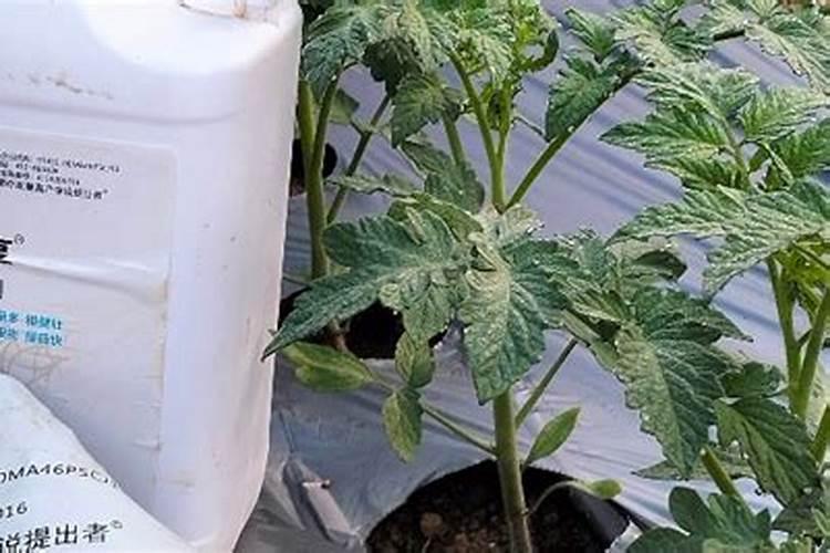 西红柿生根壮苗用什么肥料好？大棚西红柿育苗期种植管理如何做百度知 ...