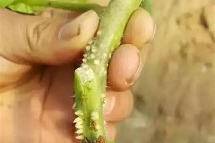 西红柿用什么水溶肥？