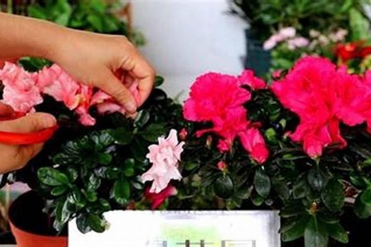 杜鹃花施什么肥,如何施肥