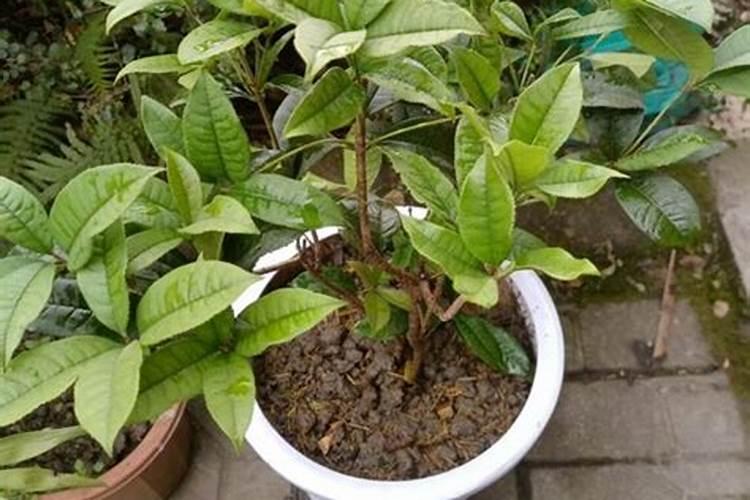 桂花30栽培要点