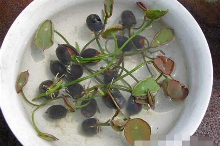 叶面肥有什么功效？喷洒时有什么注意事项？