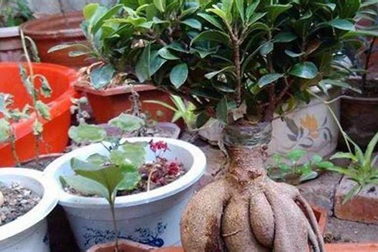 棉花的硼肥滴灌给棉花有用吗？