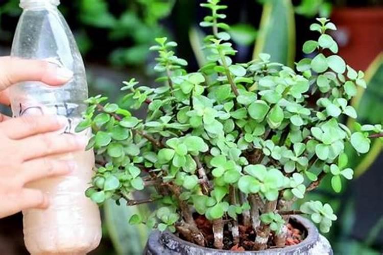 芸苔素打多了会怎么样,多效唑和芸苔素能一起喷吗