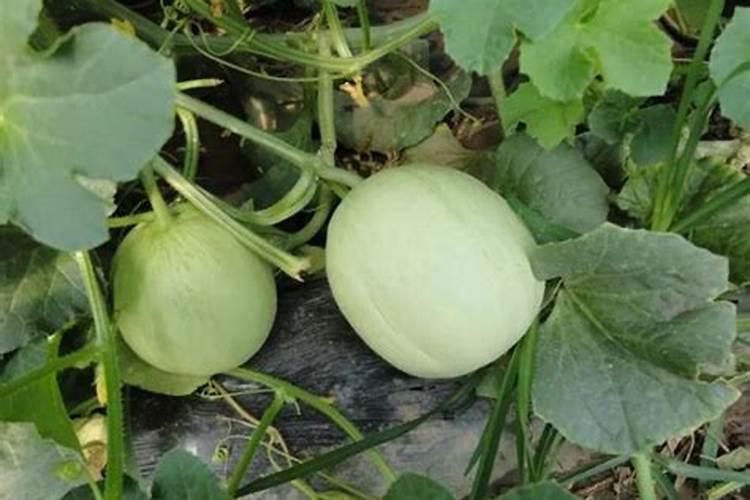从小山林挖回来的枯枝枯叶的土可以种兰花吗？要不要放些兰花专用肥料？要...