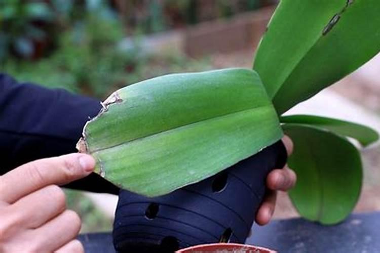 农作物缺肥有症状,该如何准确判断？