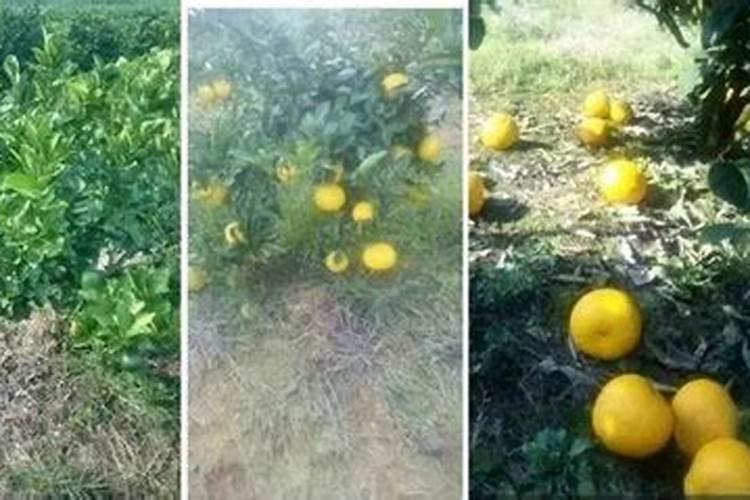 果树缺钙用什么肥料最适合