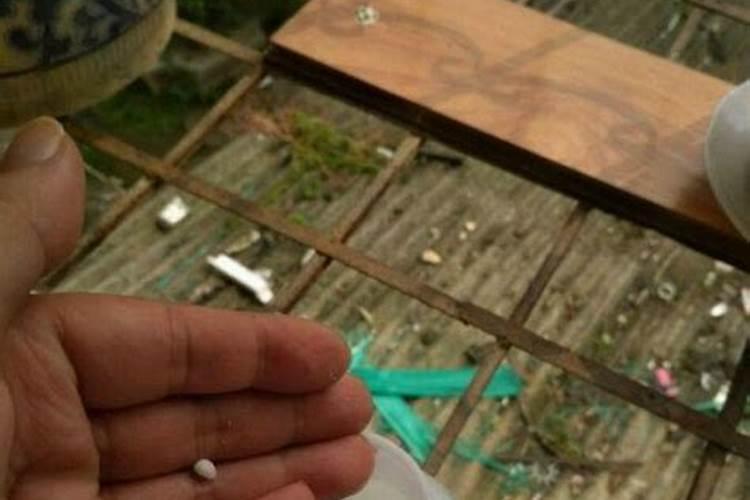 氮肥可以兑水浇花吗