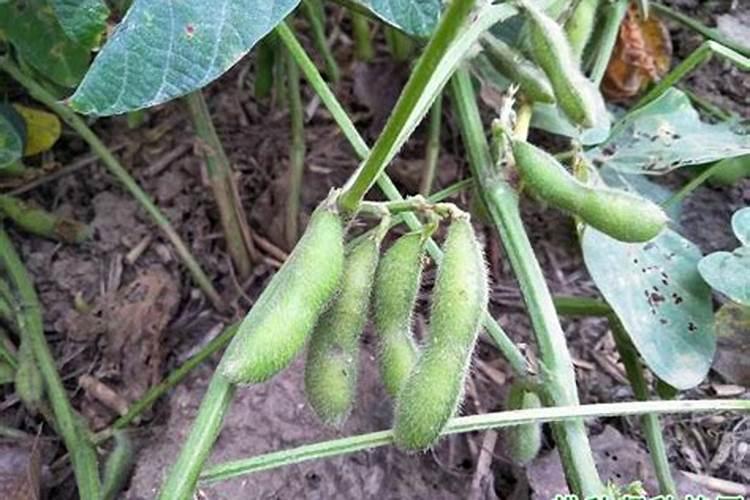 【氮肥对大豆产量、品质及相关生理特性影响的研究进展】自制大豆...