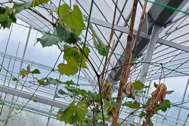 玉米喷叶面肥会增产吗 什么时候喷施效果好
