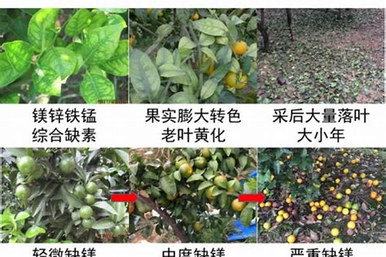 植物缺镁用什么肥料