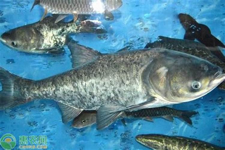 土豆常见病害的种类及其防治方法