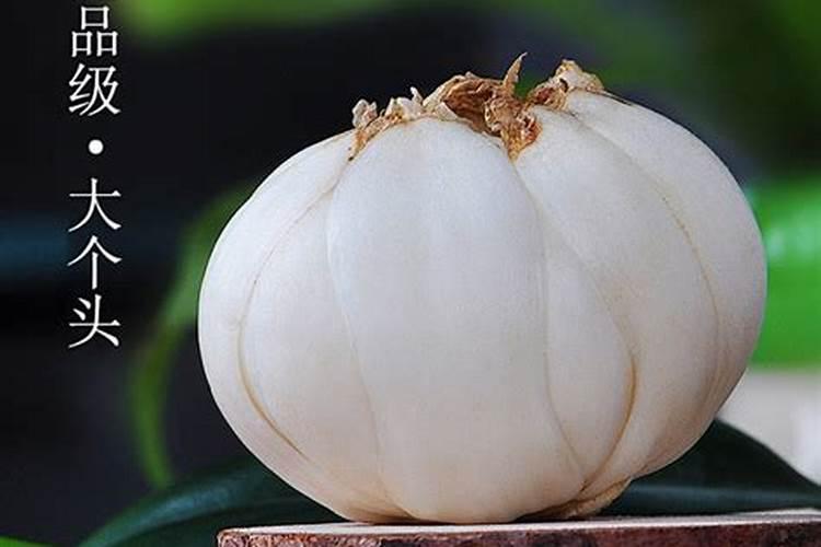 百合花的种植有什么技巧？？