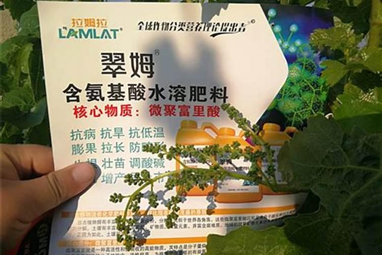 小葫芦的籽怎么种小葫芦的籽种植方法