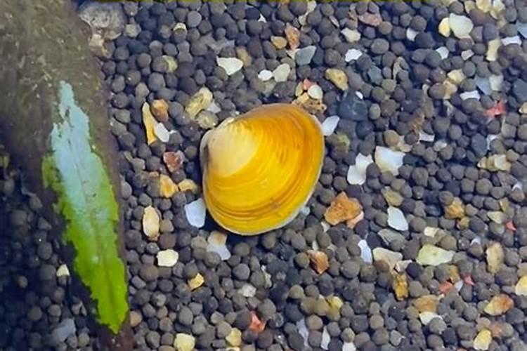 请问鱼粪可以浇花吗？