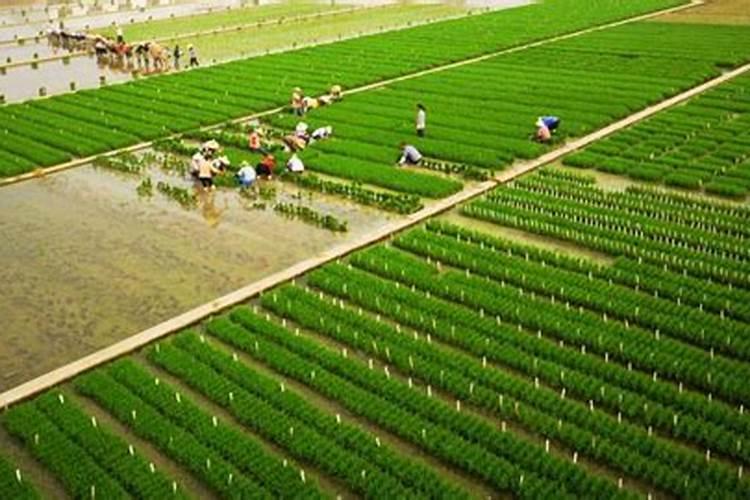 苹果树施肥最佳时间和方法及配方