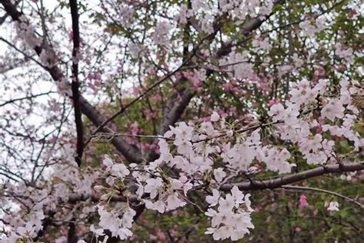 樱花树在冬季落叶后是否可以施肥