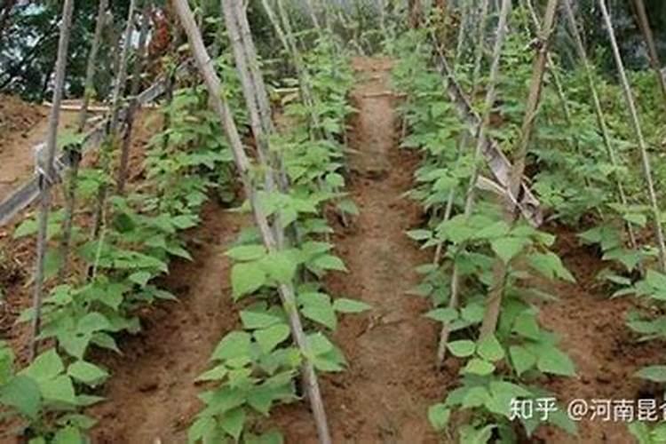 蓝莓施肥用什么肥料最好 种蓝莓用肥正确长得快
