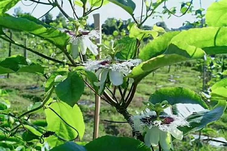 盆栽茉莉花怎么施肥