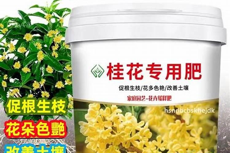 桂花树需要上什么肥料