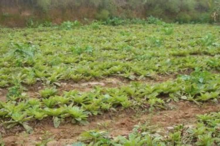 撒了复合肥能马上种菜吗