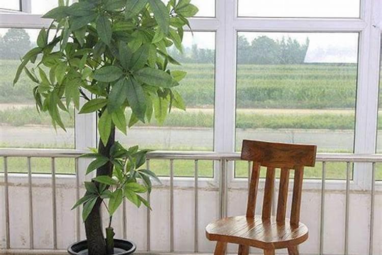 茶叶可以做花肥料吗 茶叶能做花肥吗