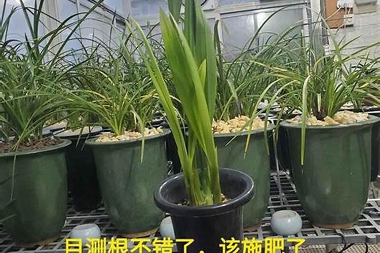 长寿花施肥方法,用什么肥好