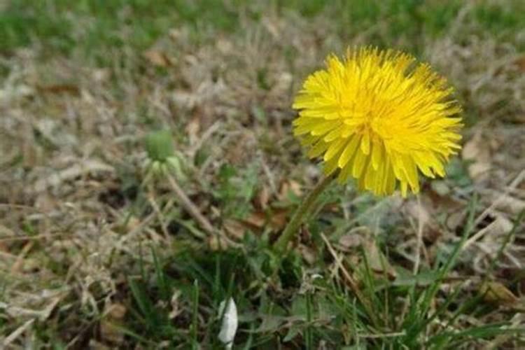 盆栽蒲公英如何施肥